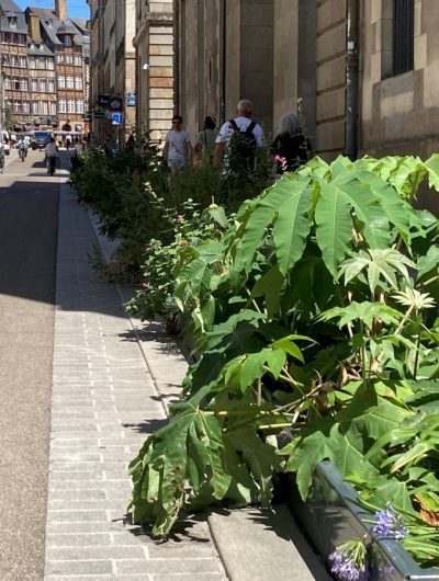 les-plantations-rue-chateau-renault-rennes-32281
