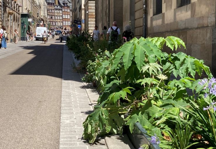les-plantations-rue-chateau-renault-rennes-32281